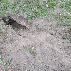Vombatus ursinus at Fadden, ACT - Today by Mike