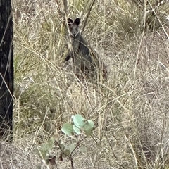 Wallabia bicolor (Swamp Wallaby) at Aranda, ACT - Yesterday by lbradley