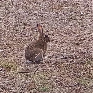 Oryctolagus cuniculus at O'Malley, ACT - Today by Mike