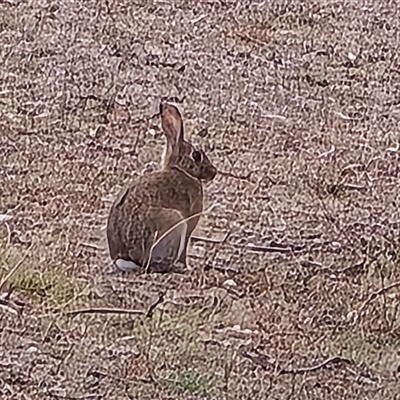 Oryctolagus cuniculus (European Rabbit) at O'Malley, ACT - Yesterday by Mike