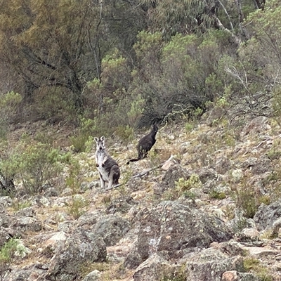 Osphranter robustus robustus (Eastern Wallaroo) by Shazw