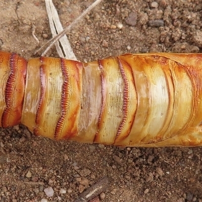 Hepialidae (family) IMMATURE (Unidentified IMMATURE Swift or Ghost Moth) at Griffith, ACT - Yesterday by RobParnell