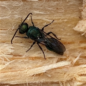 Aglaotilla sp. (genus) at Denman Prospect, ACT - Today by SteveBorkowskis