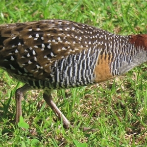 Gallirallus philippensis at Lord Howe Island, NSW - 7 May 2025 by RobParnell