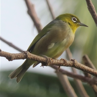 Zosterops lateralis at Lord Howe Island, NSW - 7 May 2025 by RobParnell