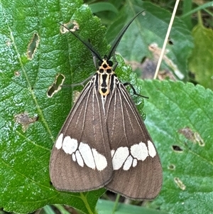 Nyctemera baulus at Arakoon, NSW - 9 May 2025 by Pirom