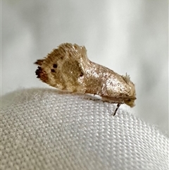 Unverified Tortricid moth (Tortricidae) at Arakoon, NSW - 9 May 2025 by Pirom