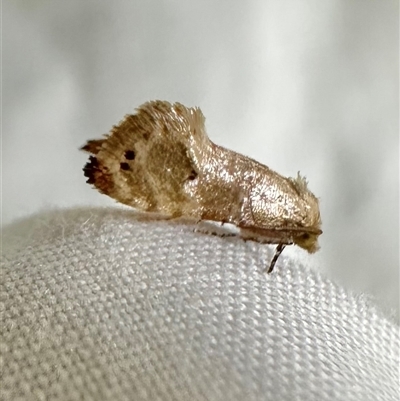 Unverified Tortricid moth (Tortricidae) at Arakoon, NSW - 9 May 2025 by Pirom