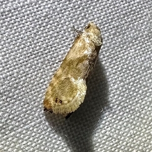 Eupoecilia acrographa at suppressed - suppressed