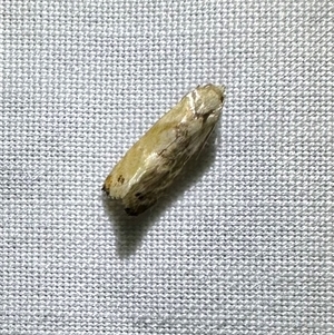 Eupoecilia acrographa at suppressed - suppressed