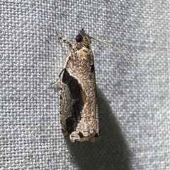 Unverified Tortricid moth (Tortricidae) at Arakoon, NSW - 8 May 2025 by Pirom