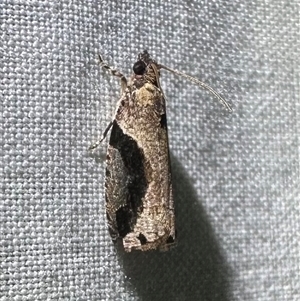 Unverified Tortricid moth (Tortricidae) at Arakoon, NSW - 8 May 2025 by Pirom