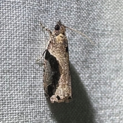 Unverified Tortricid moth (Tortricidae) at Arakoon, NSW - 8 May 2025 by Pirom