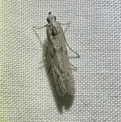 Homoeosoma vagella at Arakoon, NSW - 7 May 2025 by Pirom