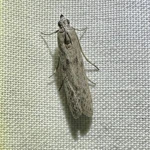 Homoeosoma vagella at Arakoon, NSW - 7 May 2025 by Pirom