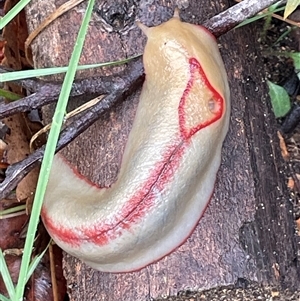 Triboniophorus graeffei at Ulladulla, NSW - Today by Clarel