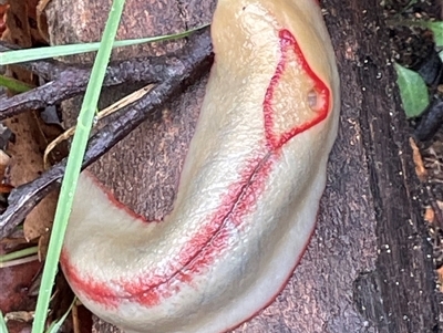 Triboniophorus graeffei (Red Triangle Slug) at Ulladulla, NSW - Yesterday by Clarel