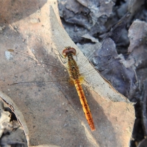 Unverified Dragonfly or Damselfly (Odonata) at Litchfield Park, NT - 11 May 2025 by HelenCross