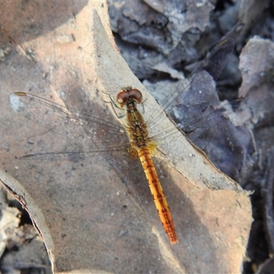 Unverified Dragonfly or Damselfly (Odonata) at Litchfield Park, NT - 11 May 2025 by HelenCross