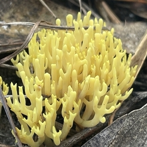 Ramaria sp. (genus) at Ulladulla, NSW - Yesterday by Clarel