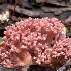 Ramaria sp. (genus) at Ulladulla, NSW - 19 May 2025 by Clarel