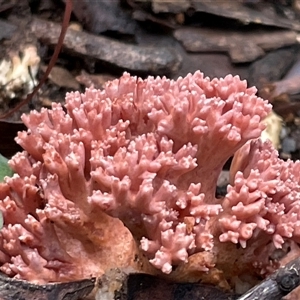 Ramaria sp. (genus) at Ulladulla, NSW - 19 May 2025 by Clarel