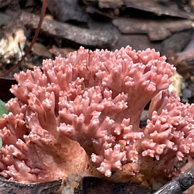 Ramaria sp. (genus) at Ulladulla, NSW - 19 May 2025 by Clarel