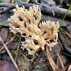 Ramaria sp. (genus) at Ulladulla, NSW - 19 May 2025 by Clarel