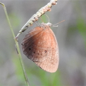 Unverified Butterfly (Lepidoptera, Rhopalocera) at Litchfield Park, NT - 11 May 2025 by HelenCross