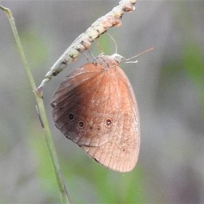 Unverified Butterfly (Lepidoptera, Rhopalocera) at Litchfield Park, NT - 11 May 2025 by HelenCross