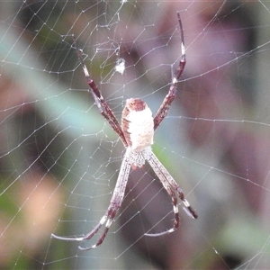 Argiope radon (Radon Saint Andrew's Cross Spider) at Litchfield Park, NT - 11 May 2025 by HelenCross