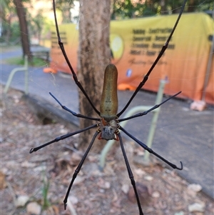 Nephila pilipes (Giant Golden Orb-Weaving Spider) at Litchfield Park, NT - 11 May 2025 by HelenCross