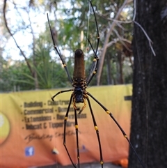 Nephila pilipes at Litchfield Park, NT - 11 May 2025 06:35 PM