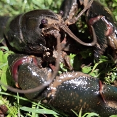 Cherax destructor (Common Yabby) at Tomboye, NSW - 21 May 2025 by Dron