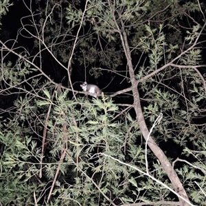 Pseudocheirus peregrinus by Dron