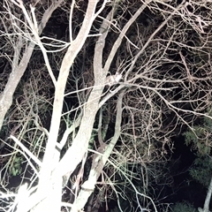 Pseudocheirus peregrinus at Mongarlowe, NSW - suppressed