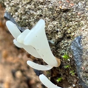 Unverified Club or stalk (maybe a forked or broader apex) at Ulladulla, NSW - 19 May 2025 by Clarel