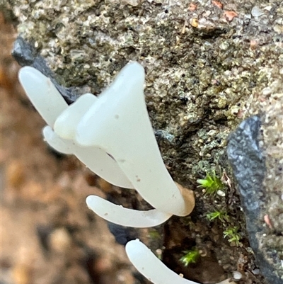 Clavaria fragilis group (Brittle Club) at Ulladulla, NSW - 19 May 2025 by Clarel