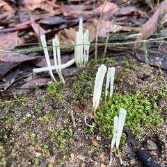 Clavaria fragilis group at Ulladulla, NSW - 19 May 2025 01:22 PM