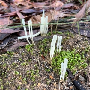 Clavaria fragilis group at Ulladulla, NSW - 19 May 2025 01:22 PM