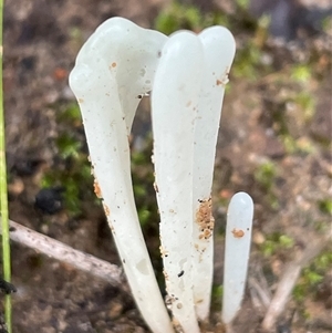 Clavaria fragilis group at Ulladulla, NSW - 19 May 2025 01:22 PM