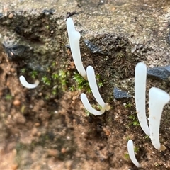 Clavaria fragilis group at Ulladulla, NSW - 19 May 2025 01:22 PM