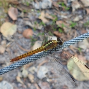 Unverified Dragonfly or Damselfly (Odonata) at Litchfield Park, NT - 11 May 2025 by HelenCross