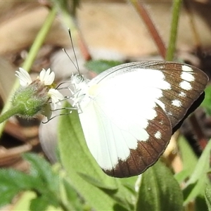 Unverified White & Yellow (Pieridae) at Litchfield Park, NT - 12 May 2025 by HelenCross