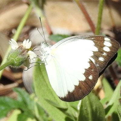 Cepora perimale ssp. scyllara (Caper Gull (Australian Subspecies)) at Litchfield Park, NT - 12 May 2025 by HelenCross
