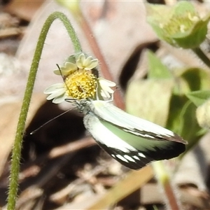 Cepora perimale ssp. scyllara at Litchfield Park, NT - 12 May 2025 11:54 AM