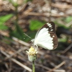 Cepora perimale ssp. scyllara at Litchfield Park, NT - 12 May 2025 11:54 AM