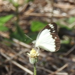 Cepora perimale ssp. scyllara at Litchfield Park, NT - 12 May 2025 11:54 AM