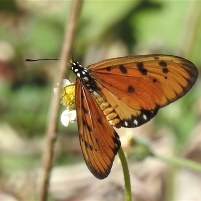 Acraea terpsicore at Litchfield Park, NT - 12 May 2025 by HelenCross