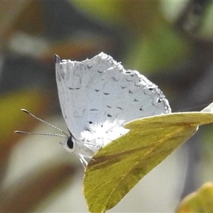 Unverified White & Yellow (Pieridae) at Litchfield Park, NT - 12 May 2025 by HelenCross